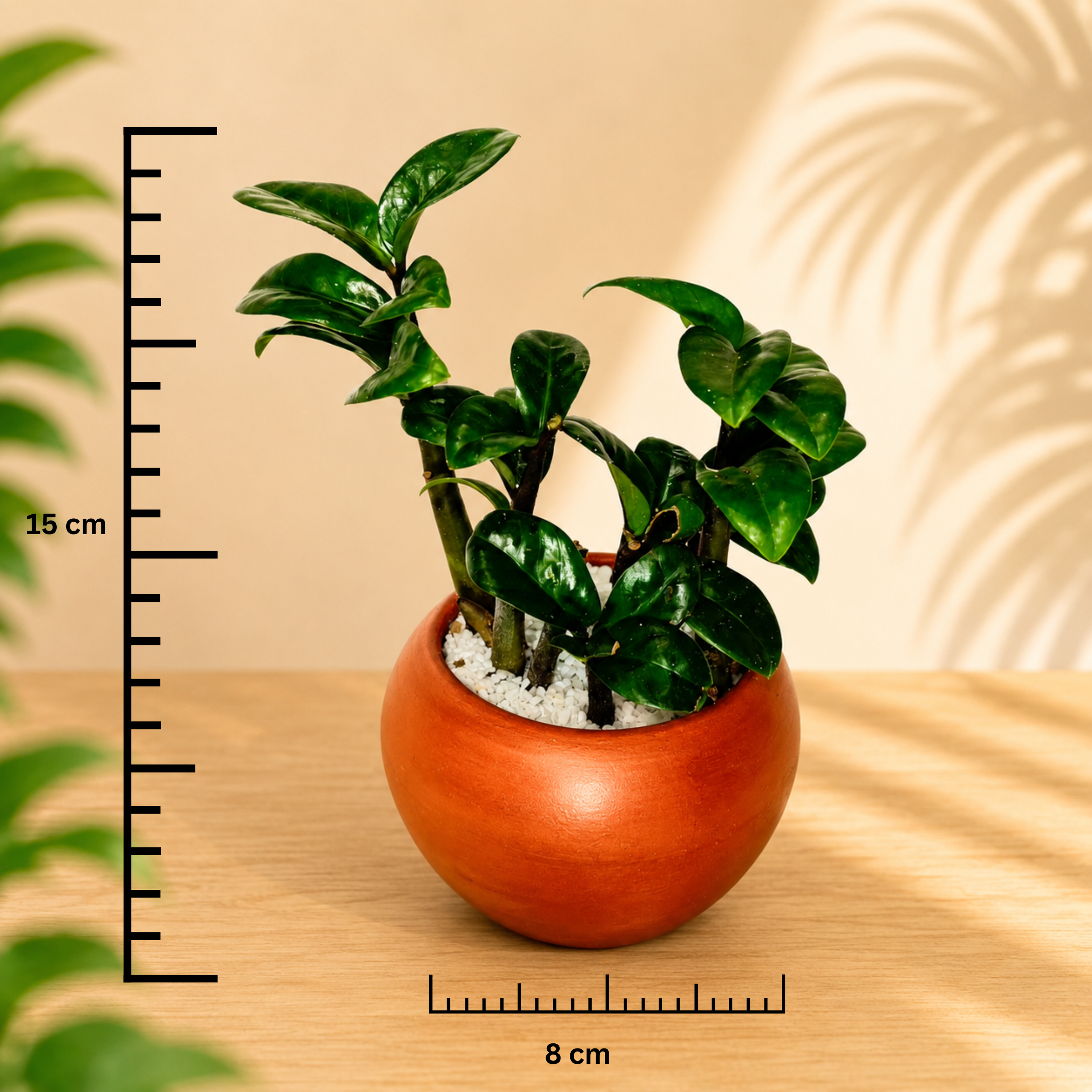 Mini Zamia (ZZ Plant) - Image 2