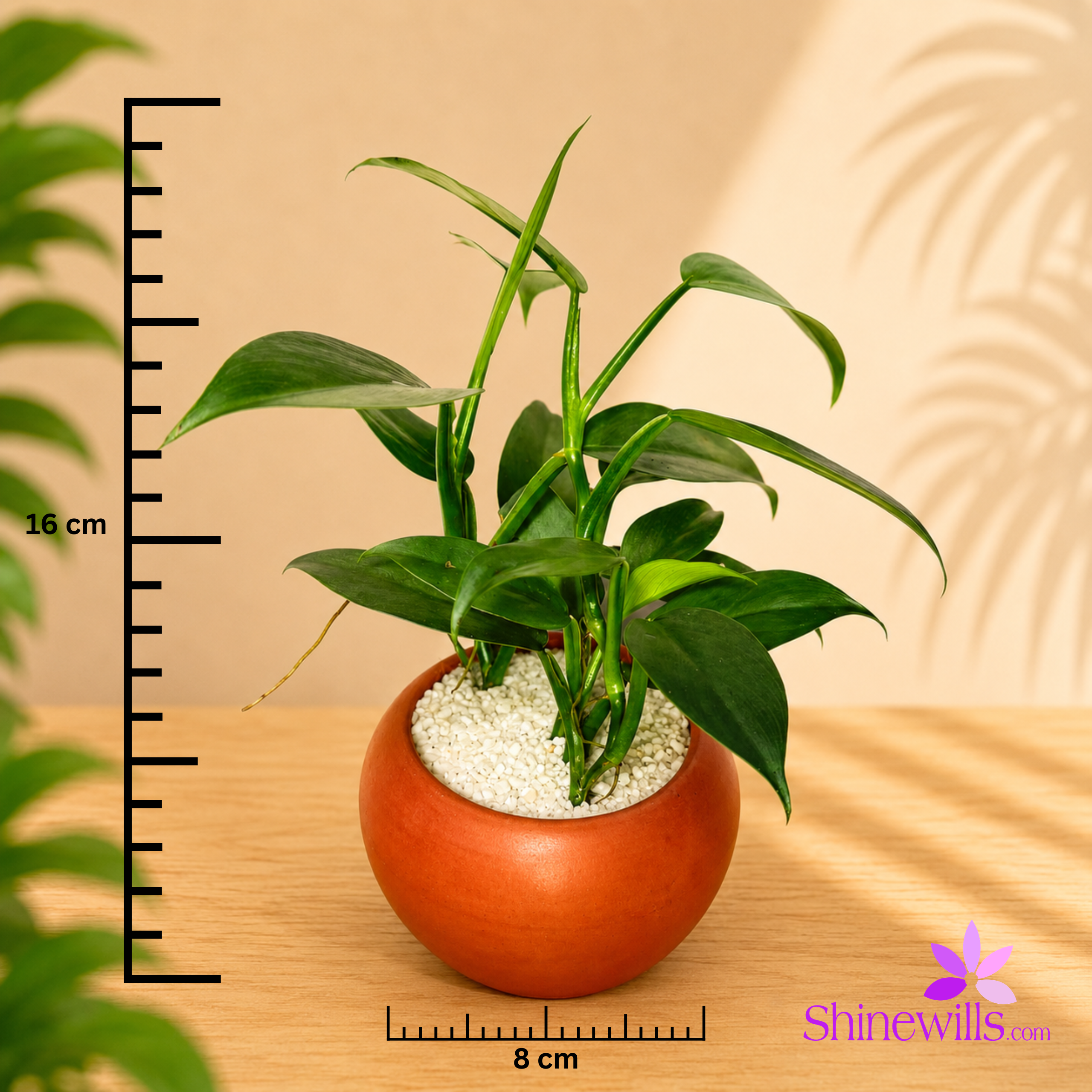 Philodendron Grey "Silver Sword) - Image 3