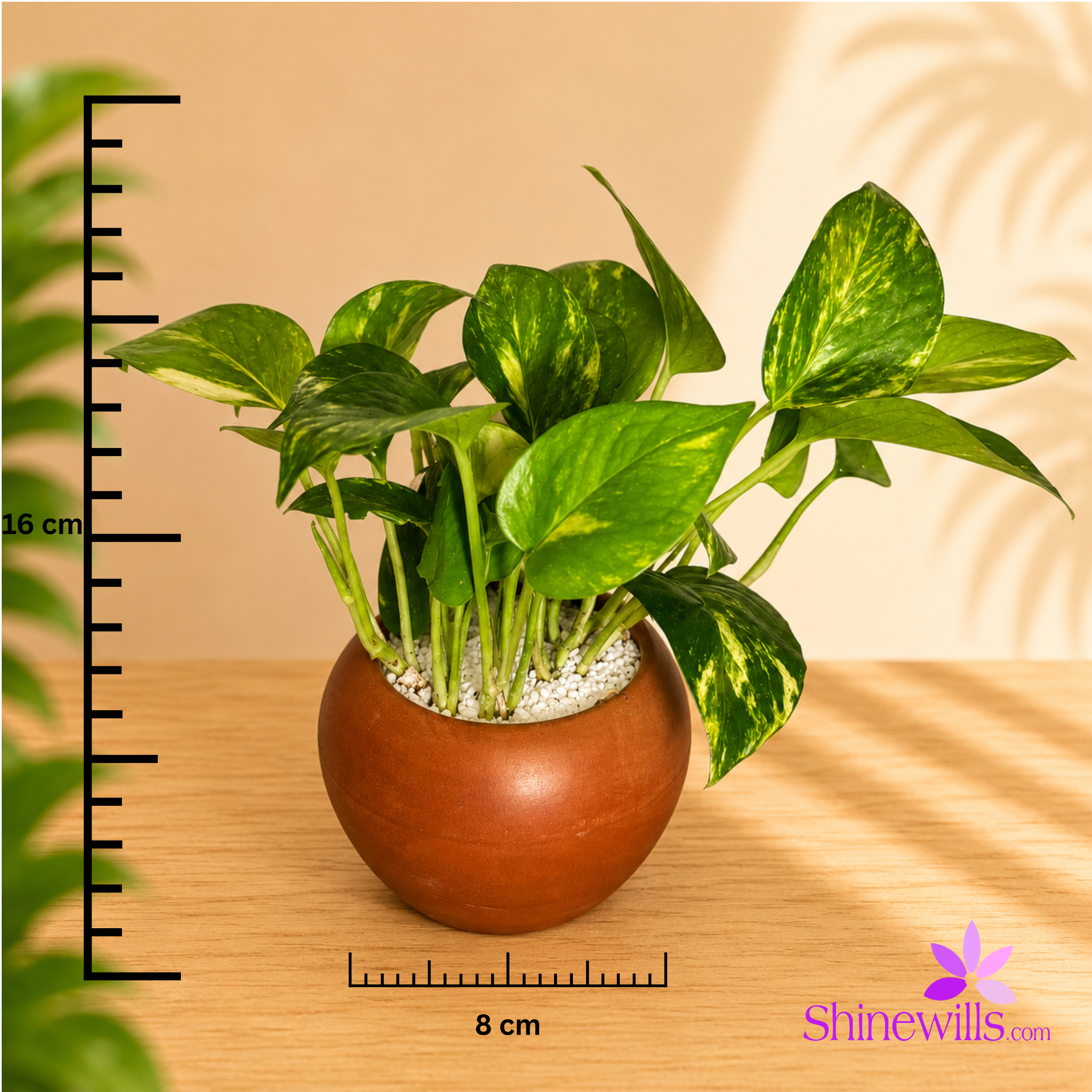 Golden Pothos (Money Plant) - Image 2
