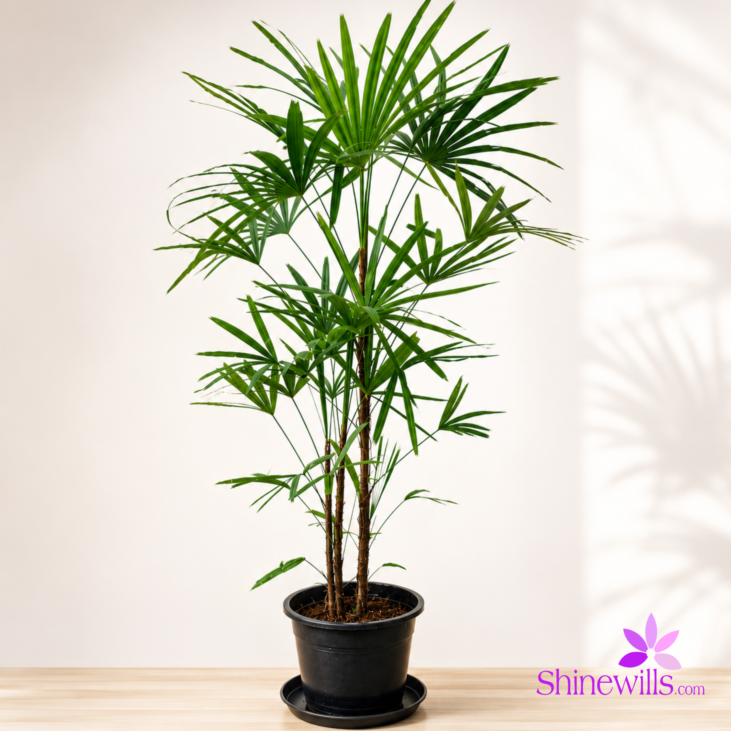 Lady Finger Palm (Rhapis)