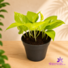 Black Plastic Pot (Standard Pot)