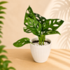 White Plastic Pot