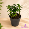 Black Plastic Pot (Standard Pot)