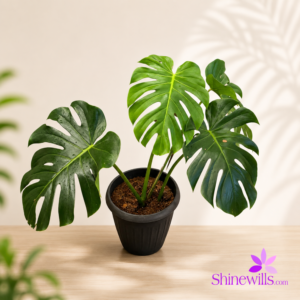 Monstera Plant (Swiss Cheese Plant)