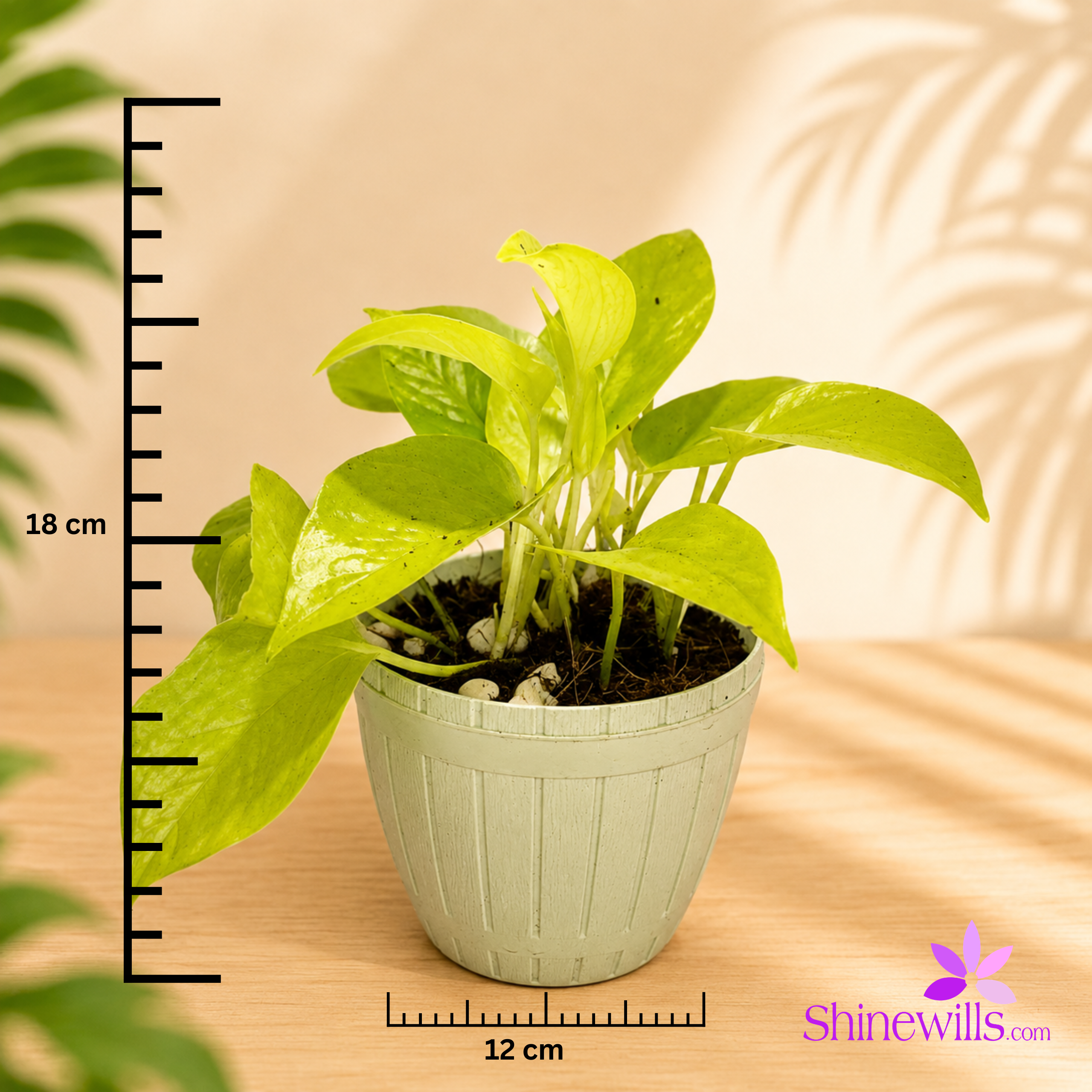 Lemon Lime (Neon Pothos) - Image 4