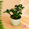 White Plastic Pot