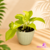 White Plastic Pot