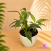 White Plastic Pot