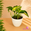 White Plastic Pot