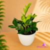White Plastic Pot