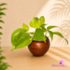 Clay Pot