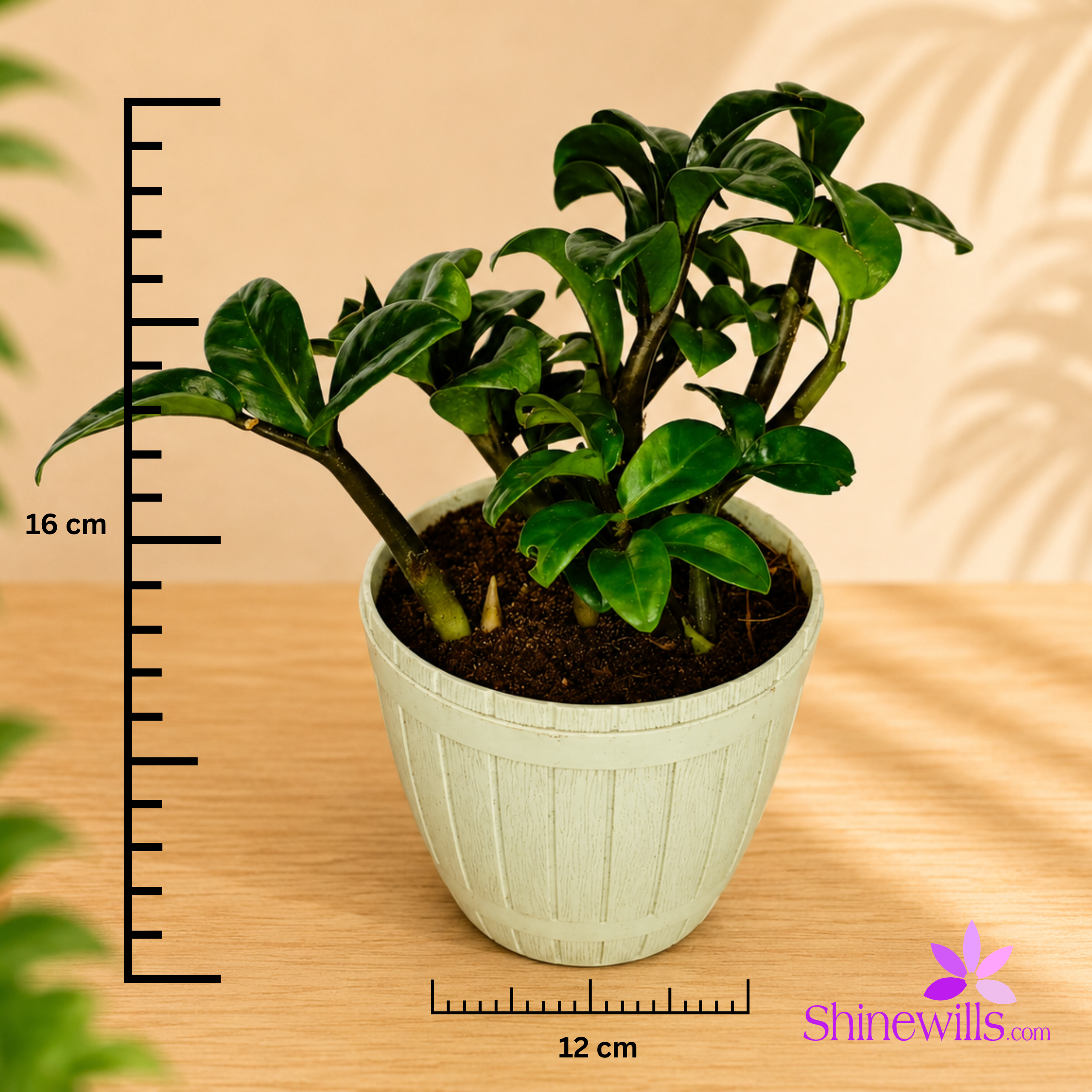 Mini Zamia (ZZ Plant) - Image 4