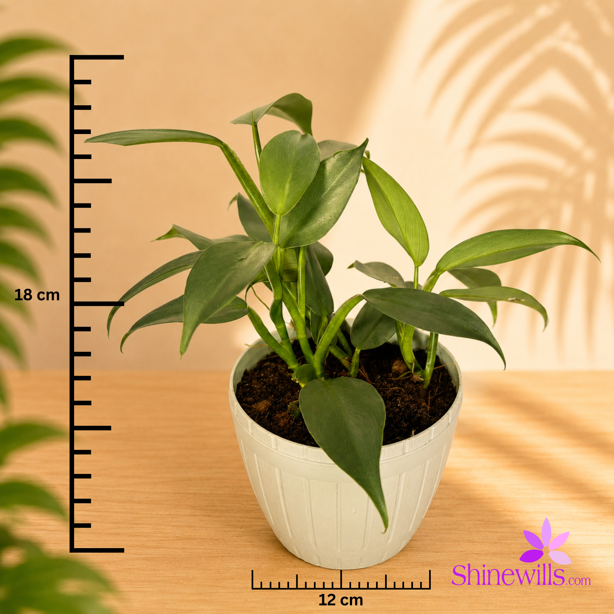 Philodendron Grey "Silver Sword) - Image 4