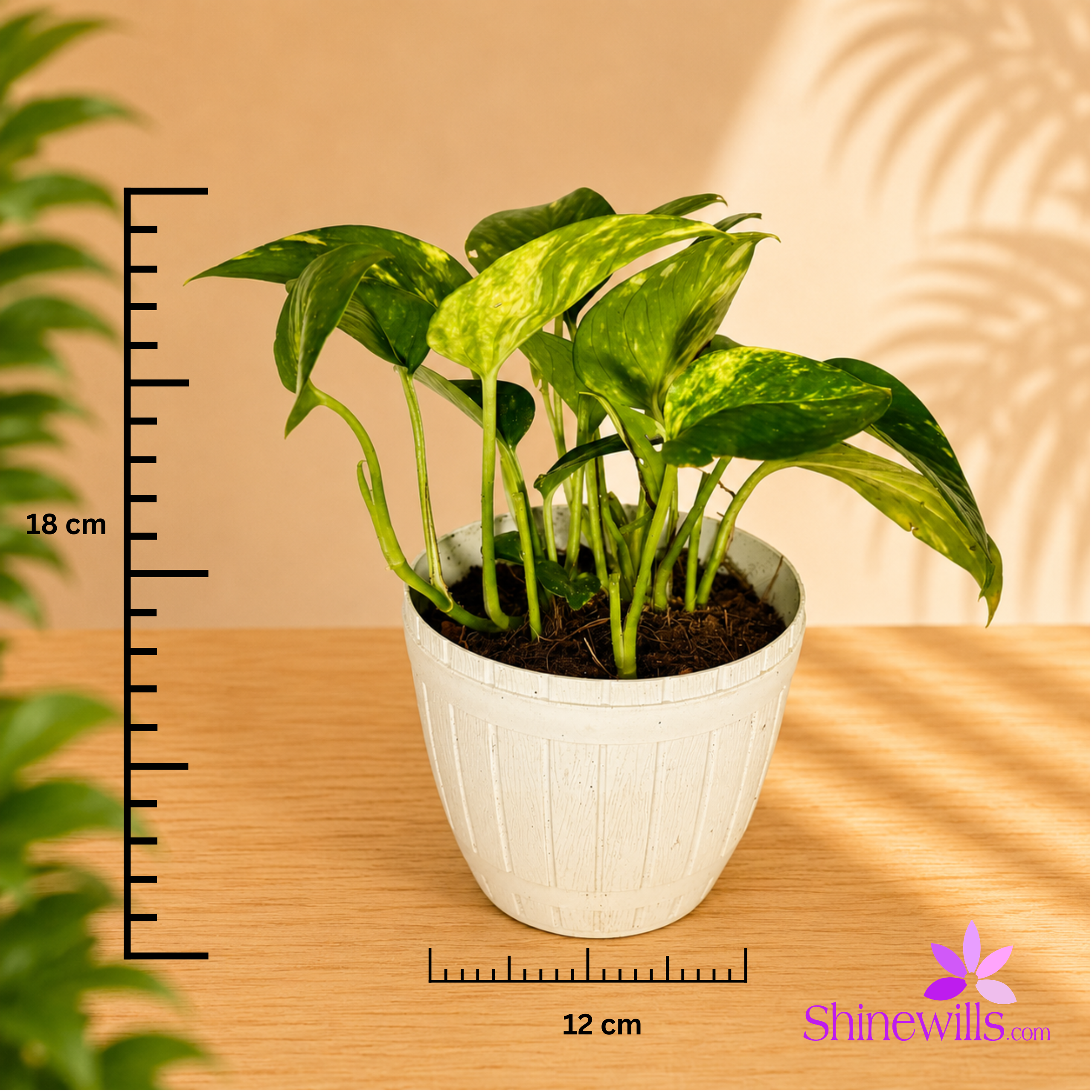Golden Pothos (Money Plant) - Image 4
