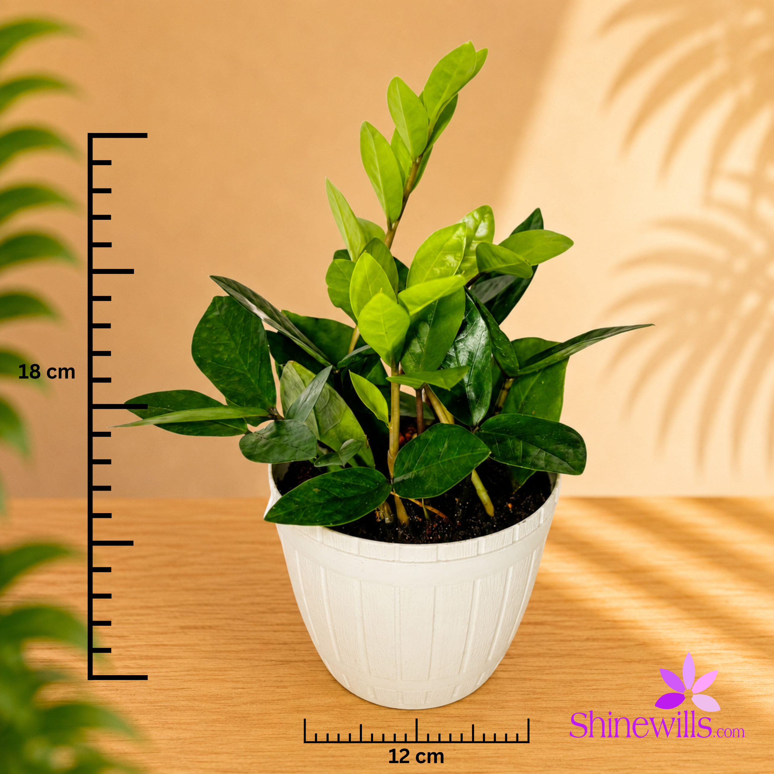ZZ Plant (Zamia) - Image 3
