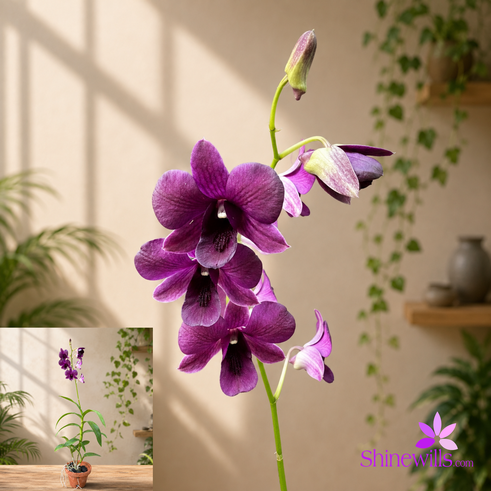 Dark Purple Dendrobium Orchid