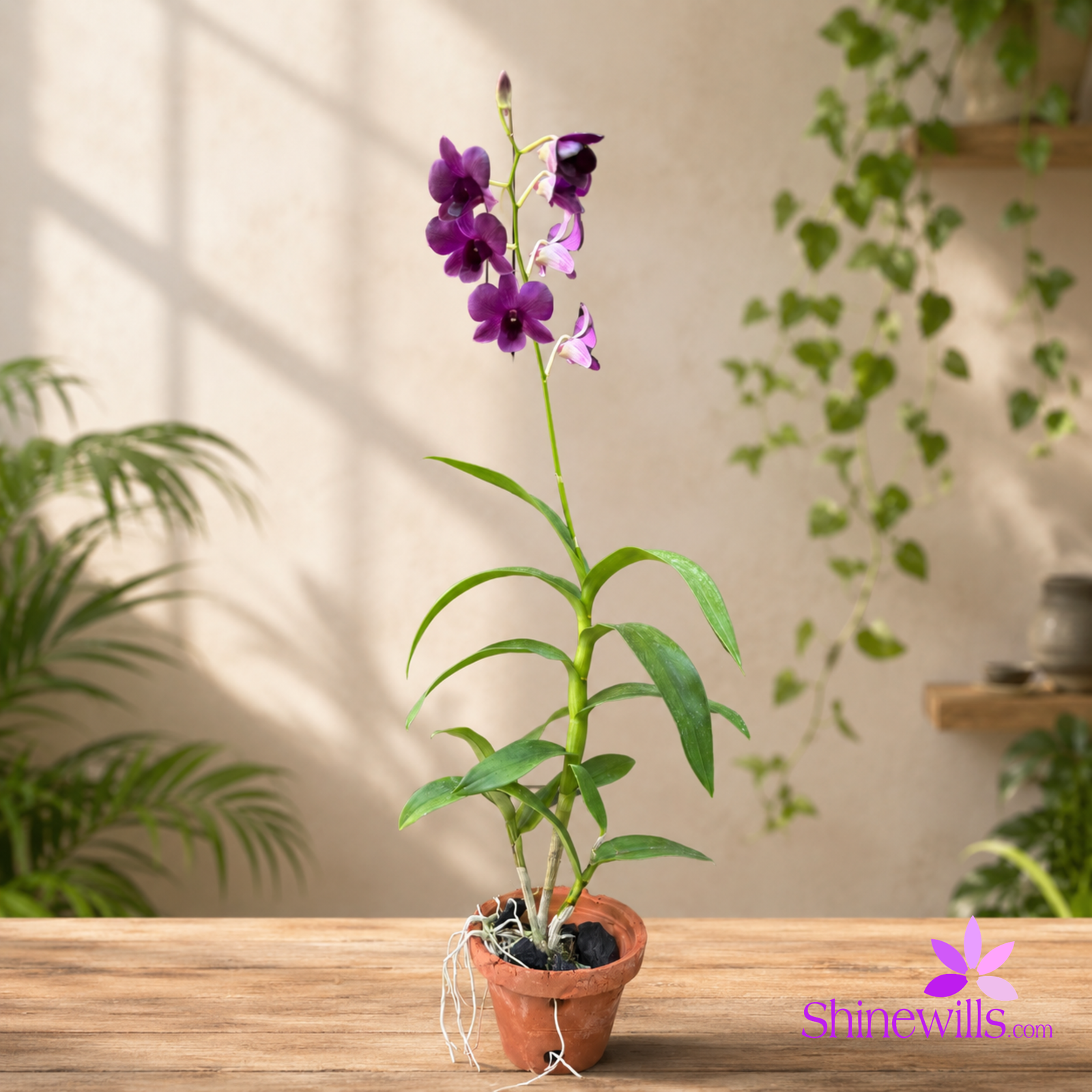 Dark Purple Dendrobium Orchid - Image 2